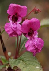 Springkraut Druesiges Aueteich FKB